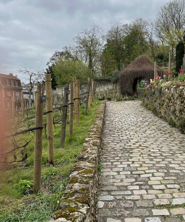 VIGNES DE MONTMARTRE